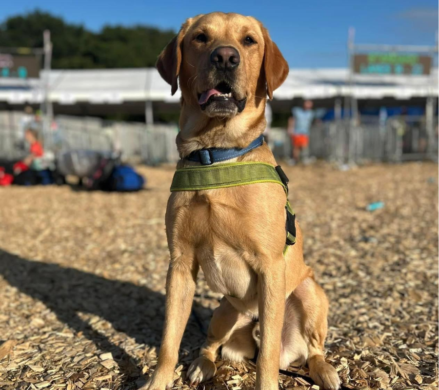 Image of Drug Detection Dog 